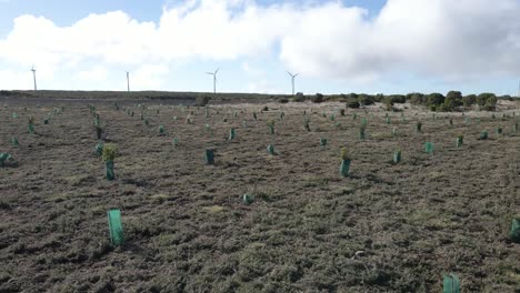 vista aérea de una nueva plantación de algunos árboles de ericacea y árboles de calluna vulgaris para ayudar en la recolección de agua de lluvia, drone girando a la derecha mostrando una extensión de la plantación, 4k, 60fps