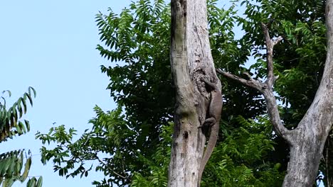 el lagarto monitor nublado se encuentra en tailandia y otros países de asia