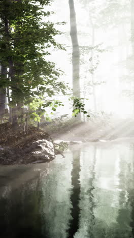 misty forest river