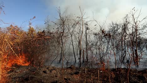 un incendio forestal arrasa la sabana del cerrado brasileño debido a la sequía y el cambio climático - vista deslizante cercana
