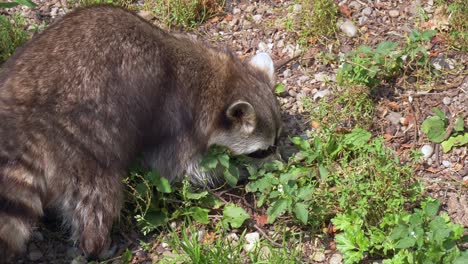 Close-up-potrait-of-raccoon-eating-in-wilderness-during-sunny-day