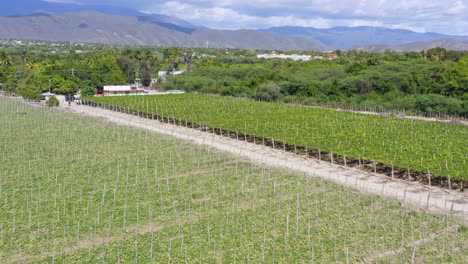 Aerial-View-Of-Vineyards-At-Neiba-In-Baoruco-Province,-Dominican-Republic