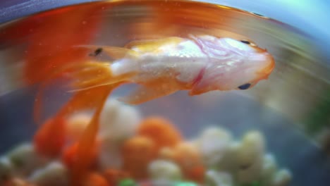 goldfish floating dead in bowl