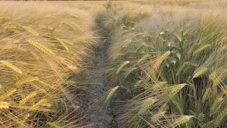 Rye-swaying-in-the-wind-at-sunset