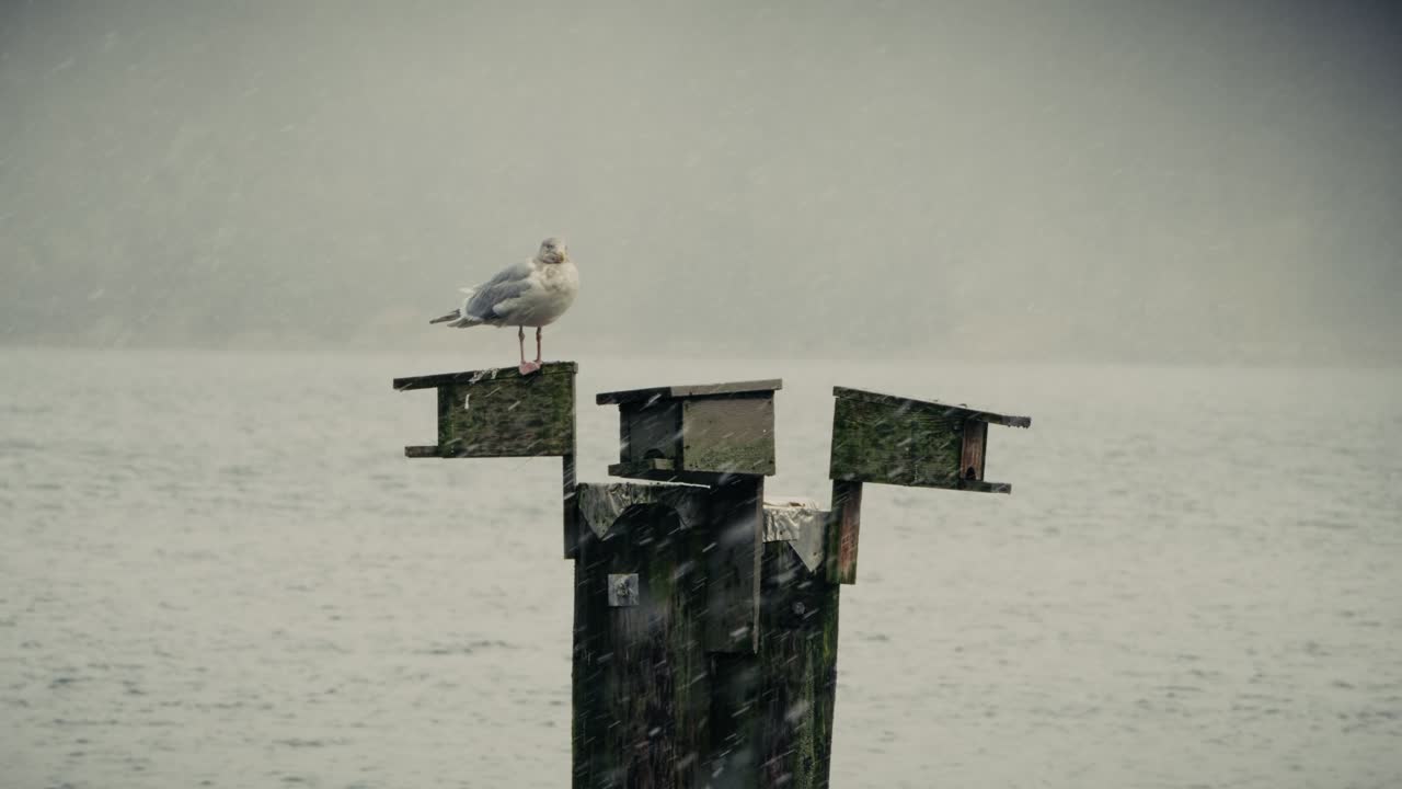 Seagull in Snow Storm on the Ocean