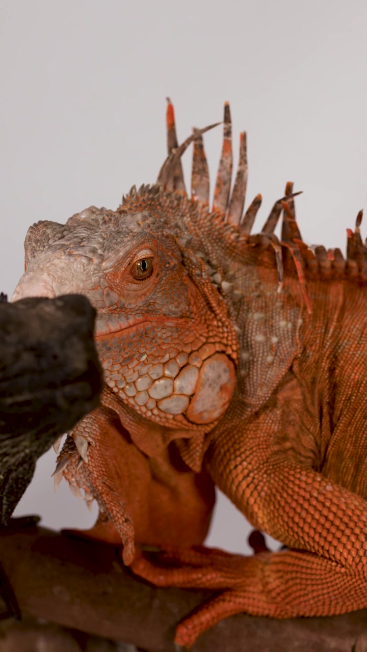 Detaljert nærbilde av to iguaner som hviler på en gren mot en ensfarget bakgrunn