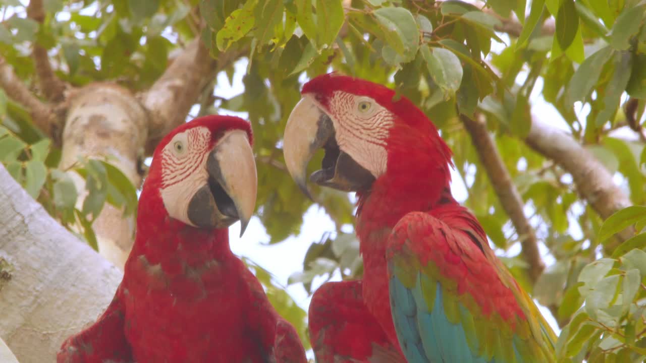 Extreme closeup of Green Winged Macaws beating heat by panting during the hot rain forest hours of noon