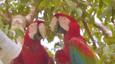 extreme closeup of green winged macaws beating heat by panting during the hot rain forest hours of noon