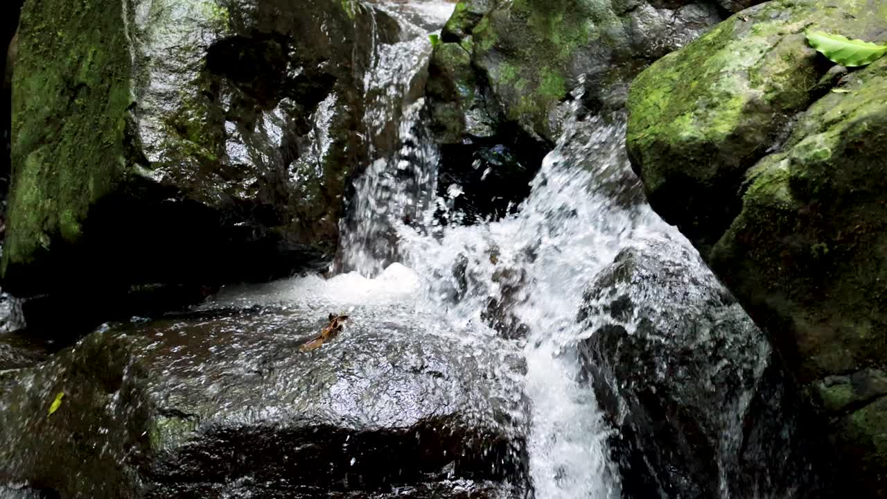 Clear water cascades over moss-covered rocks in a shaded forest stream. Natural daylight, steady camera, and close-up perspective highlight movement and texture