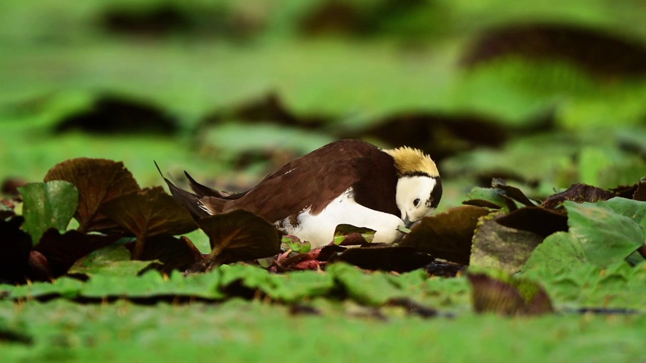 A stunning wildlife video clip captures a pheasant-tailed jacana in its striking breeding plumage, sitting quietly and incubating its eggs on a delicate floating nest.
