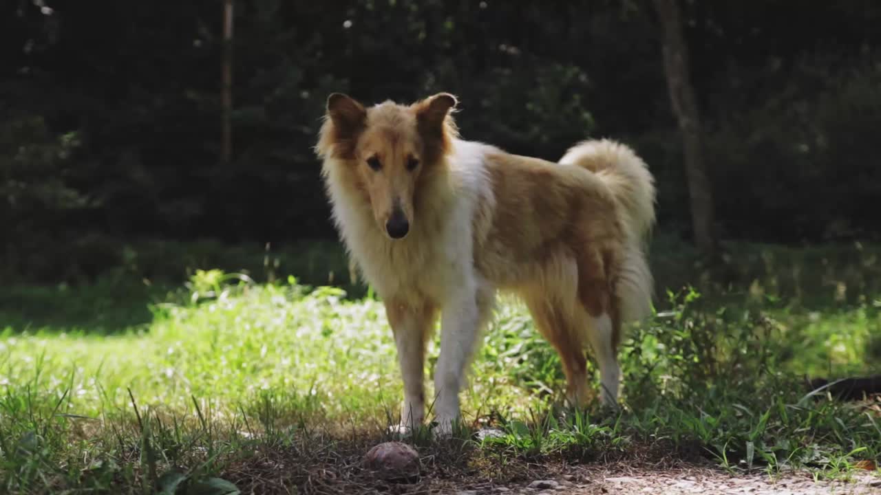 Brown and White Collie Dog Barking At Box Turtle Looking Around Cinematic HD