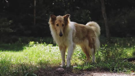 brown and white collie dog barking at box turtle looking around cinematic hd