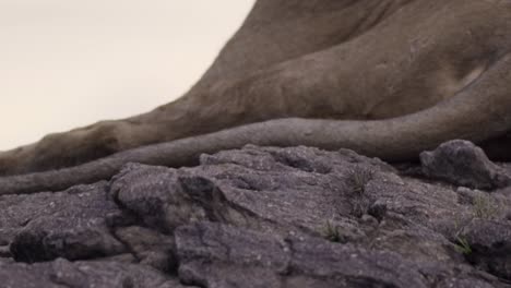 lioness resting on rock 03