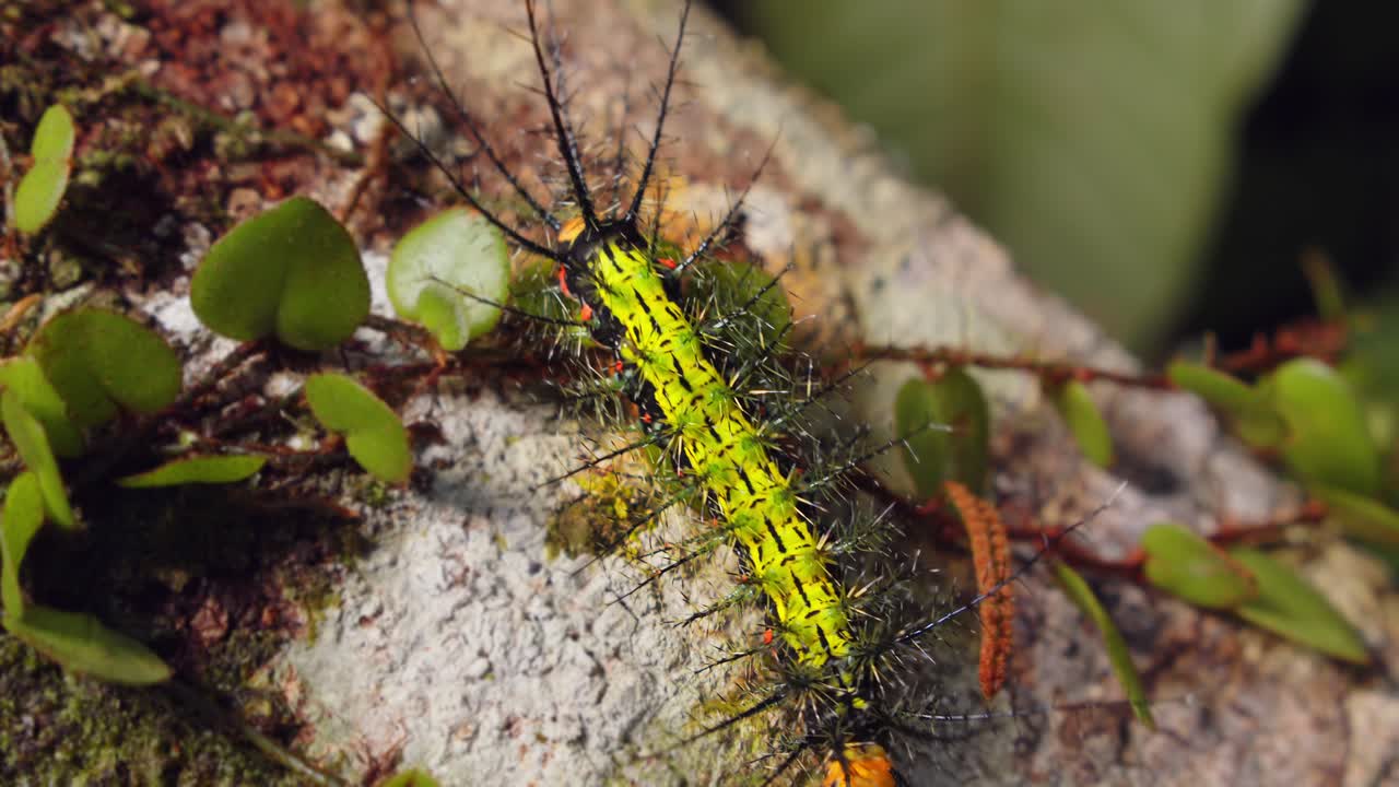 A vivid spiny green moth caterpillar moves slowly through Peru’s thick Amazon undergrowth.