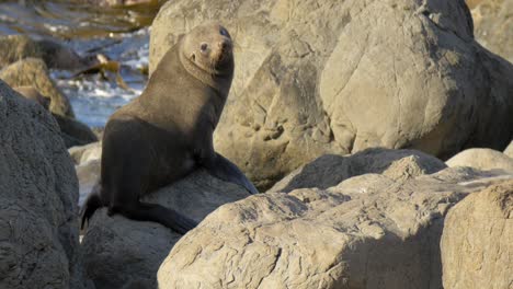 fur seals resting on rocky shores in new zealand - medium shot
