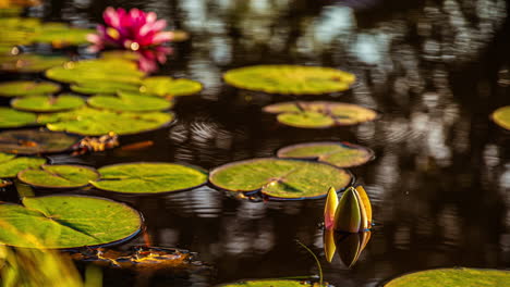 lirios de agua rosados en un estanque