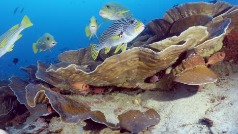 seascape with yellow fish black lines and dots schooling in blue clear waters of the coral reef at sea