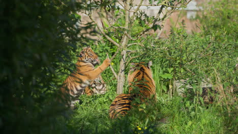 Cute-Sumatran-Tiger-cubs-play-fighting,-pouncing-and-climbing-tree-branch-next-to-adult-mother-lying-in-wild-grass-environment