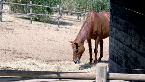 beautiful horse eats hay in the ranch