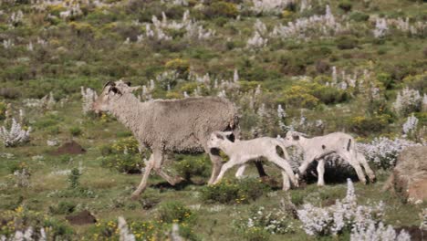 Two-baby-white-lambs-follow-mom-sheep-through-wild-flowers-in-meadow