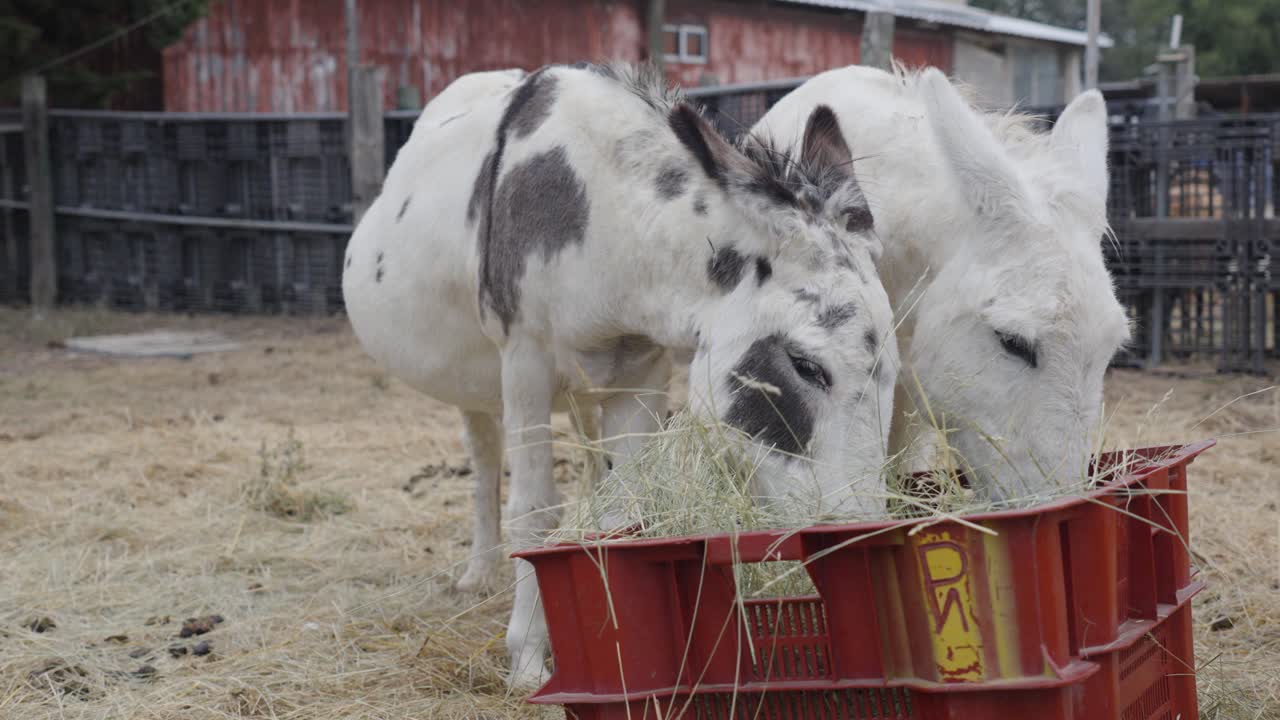 Two Donkeys Eating Hay from a Red Crate on a Farm