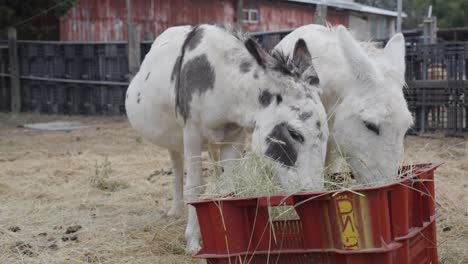 two donkeys eating hay from a red crate on a farm