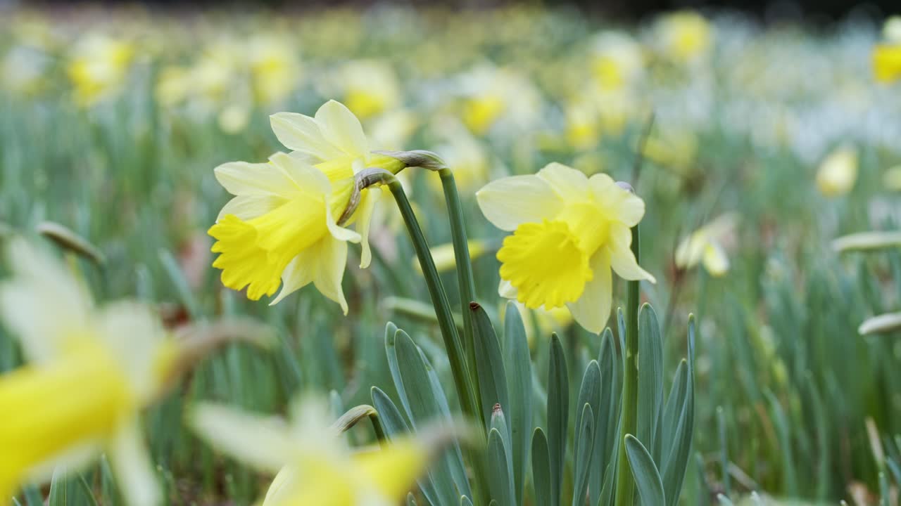 Locked off medium shot of a field of daffodils