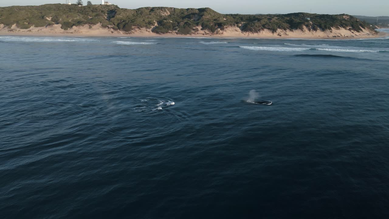Aerial shot of a pod of humpback whales migrating off the coast of Mozambique