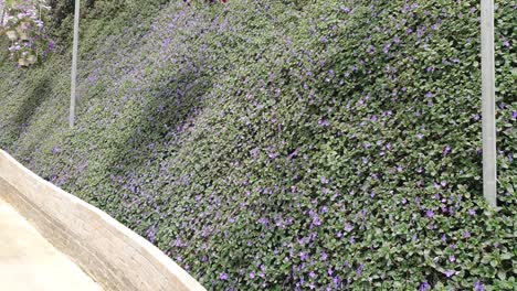 las hermosas flores y camas de hierba de cameron highlands, malasia.