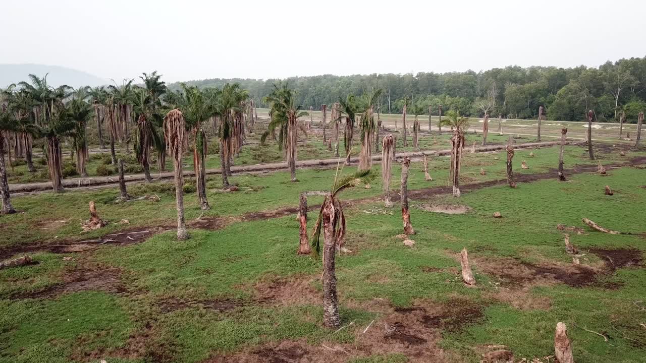 말레이시아 페 ⁇ 의 플랜테이션에서  ⁇ 나무를 건조하고 있습니다.
