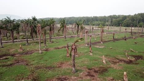 secando palmeras en la plantación de penang, malasia.