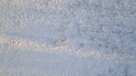 lonely person walking on white snowy field, aerial top down view