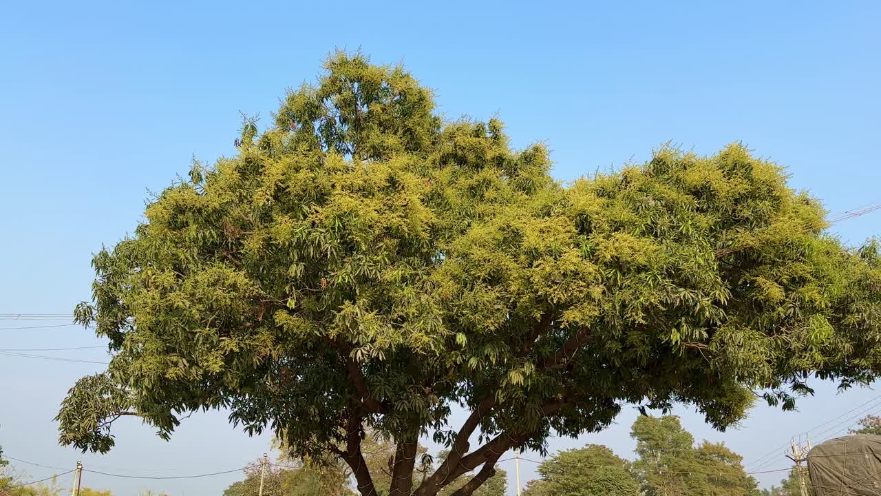 A mango tree blooming heavly with flower, The flowers of the mango tree in garden.