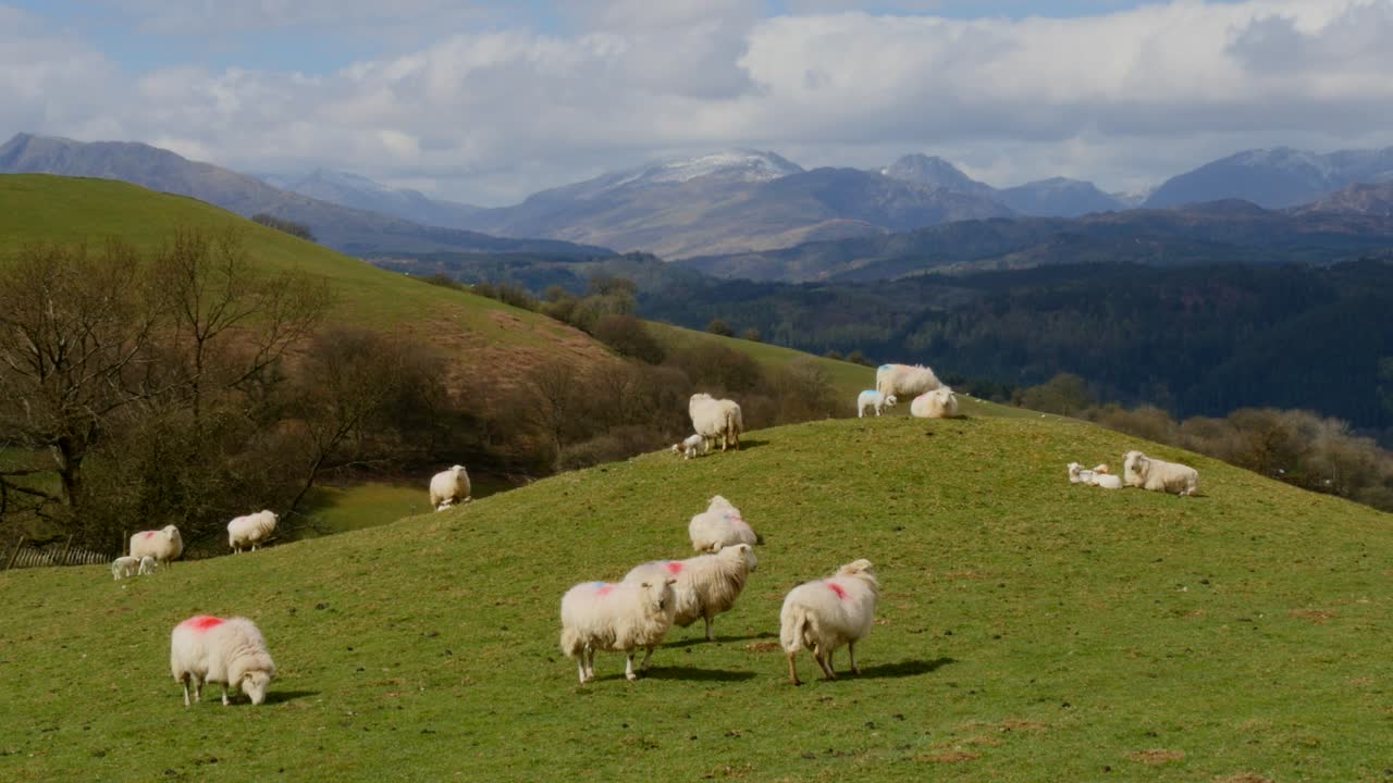 Pecore su una collina con montagne sullo sfondo, nel Galles del Nord, Regno Unito