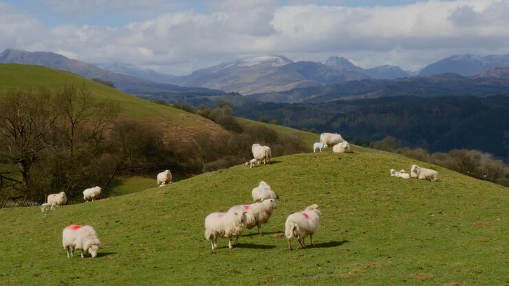 Pecore su una collina con montagne sullo sfondo, nel Galles del Nord, Regno Unito