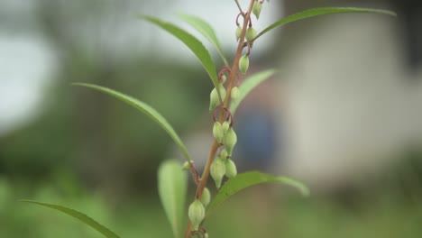 Beautiful-flower-close-up-view-with-someone-working-in-the-background