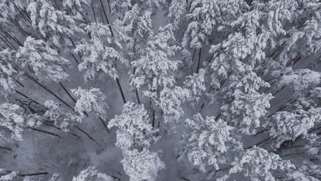 Schneebedeckter-Nadelwald-Im-Verschneiten-Winter-2