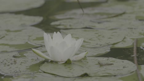 white water lily in pond