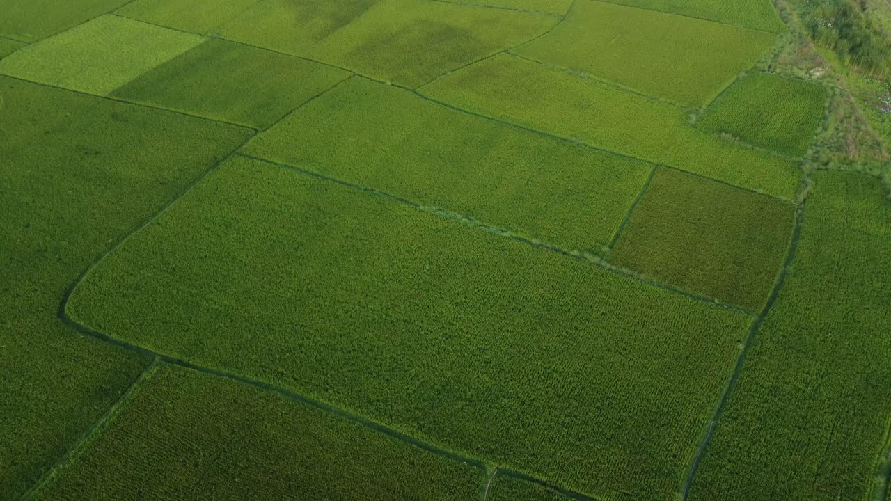 Aerial view of a rice field