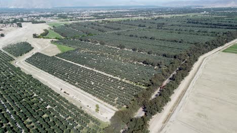 jardines de olivos en la provincia de nangarhar