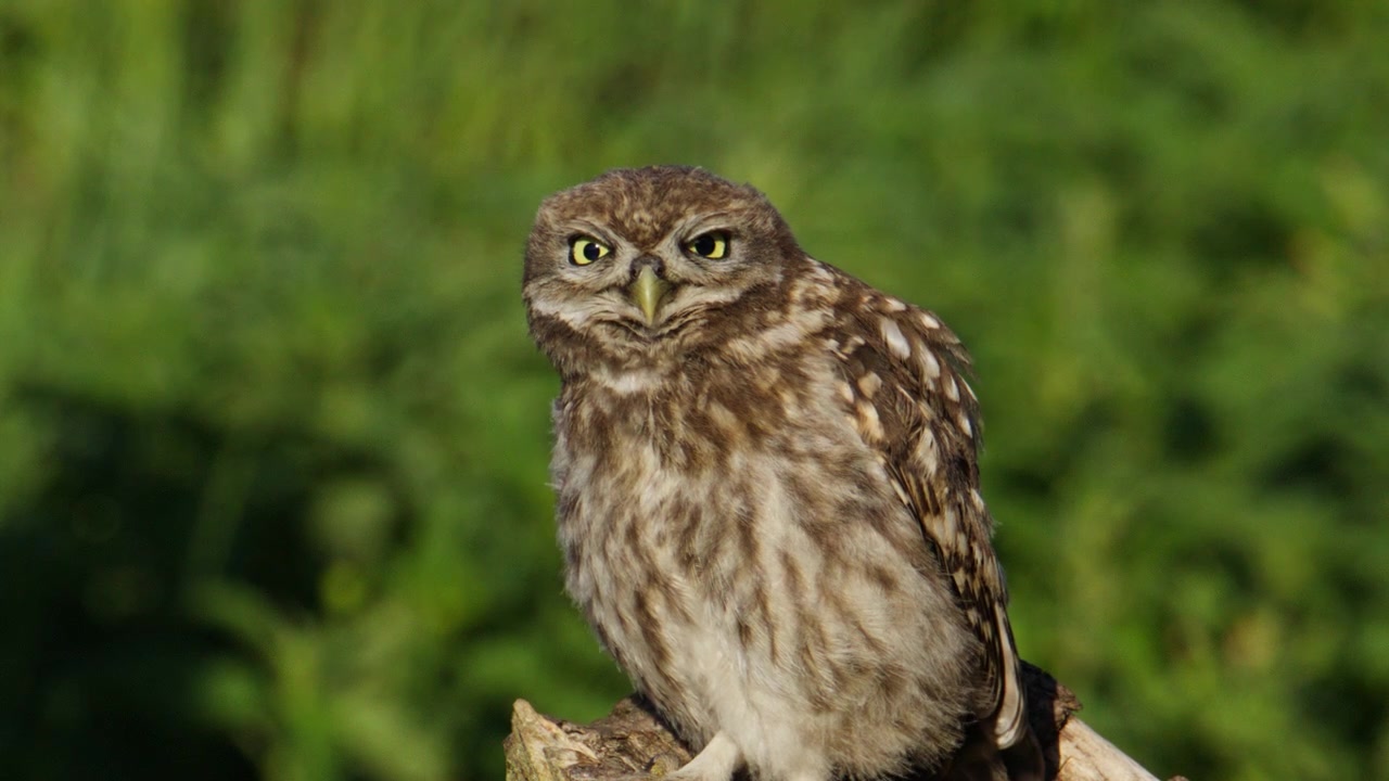 Sød lille ugle (Athene noctua) bruger kløer til at klø sig på hovedet, teleobjektiv