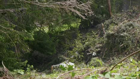 Slow-Motion-Shot-Of-Tall-Tree-Falling-On-Ground-In-Deforestation-Process,-Deforestation