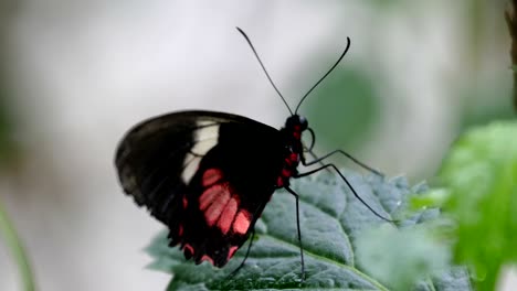 a black butterfly with red spots and long horn