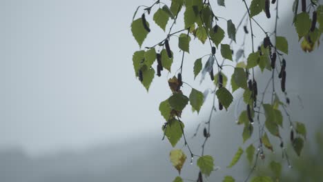 Primer-Plano-Sobre-Algunas-Hojas-De-Abedul-Bailando-Con-El-Viento-Y-Alcanzando-Las-Muchas-Gotas-De-Lluvia,-Tratando-De-Esparcir-Sus-Semillas-Con-Cada-Movimiento