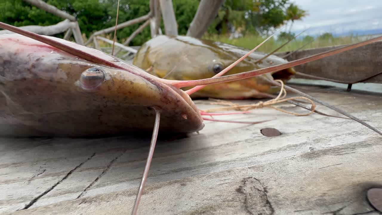 Freshly caught, still alive catfish on the boat pier on Nankoma Island, Lake Malawi, Malawi