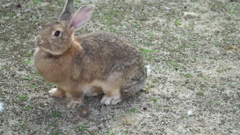 conejo de cola de algodón del desierto olfateando comida en el suelo con caca en el zoológico infantil grand park de seúl en corea del sur