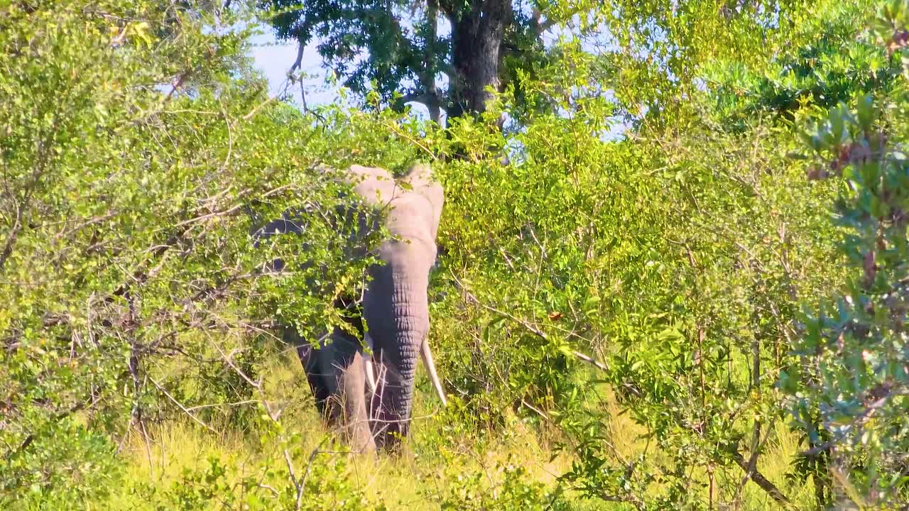 Wild elephant roaming free in Africa jungle on sunny day