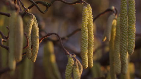 primer plano de la flor de avellano verde colgando de una rama en la hermosa luz del atardecer