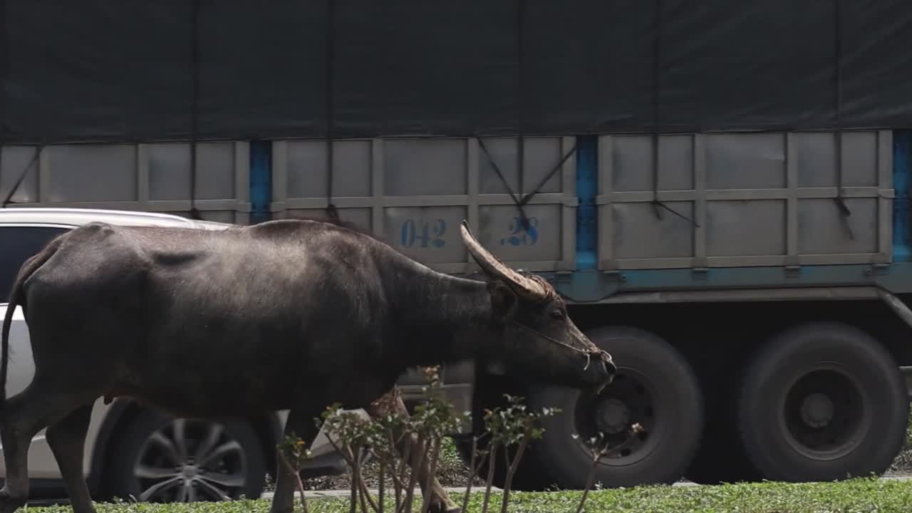 A buffalo walks parallel to a road with passing vehicles and greenery in the background.