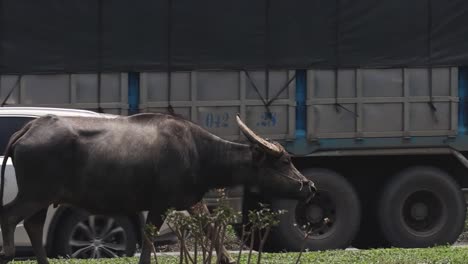 a buffalo walks parallel to a road with passing vehicles and greenery in the background.